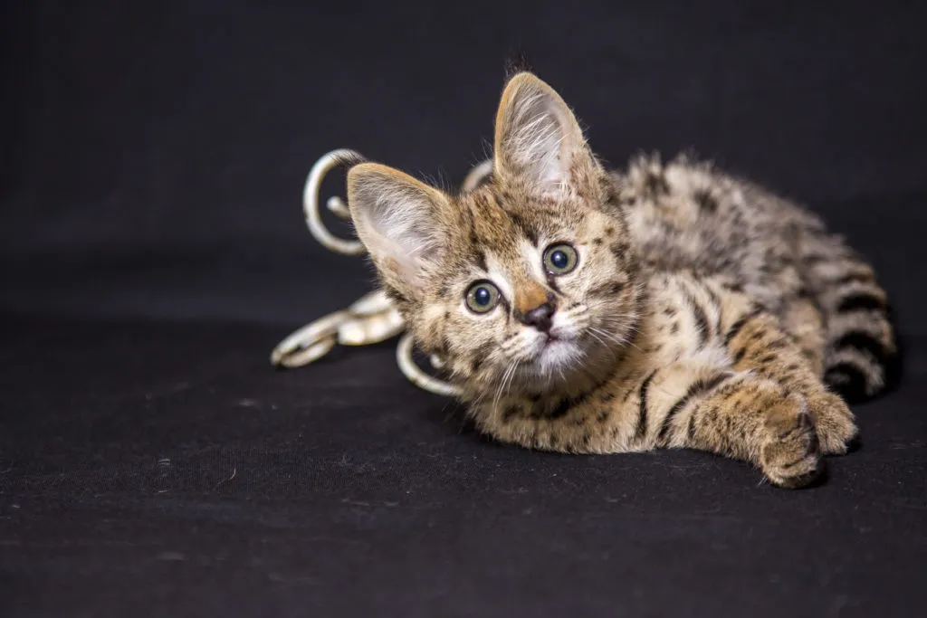 gatinho savannah