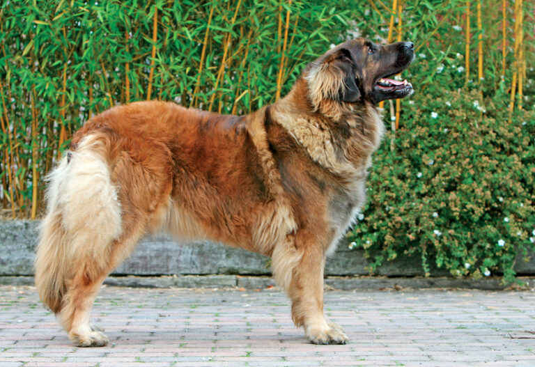 tipico-leonberger