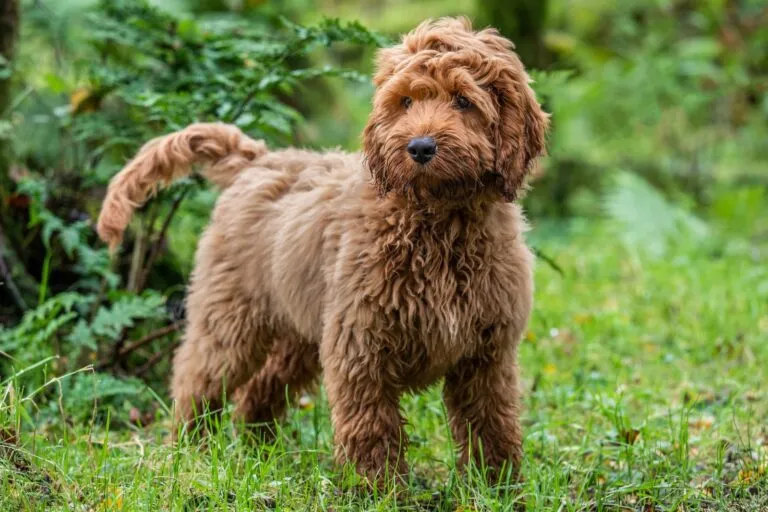 Brauner Cockapoo steht im Wald cockapoo hund im wald