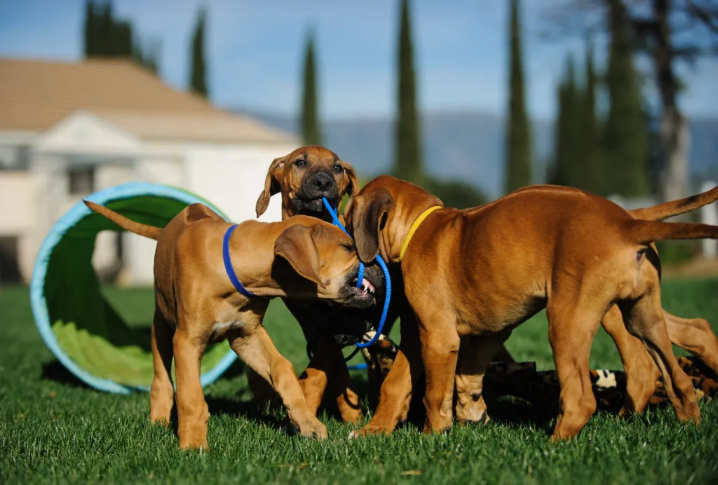 educar cachorros