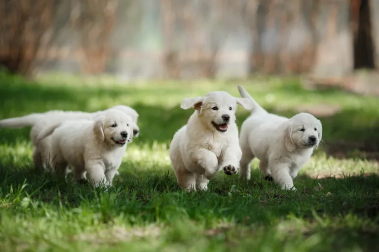escola para cachorros escola para cachorros