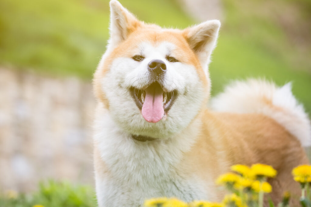 Japanese akita dog among flowers on the field