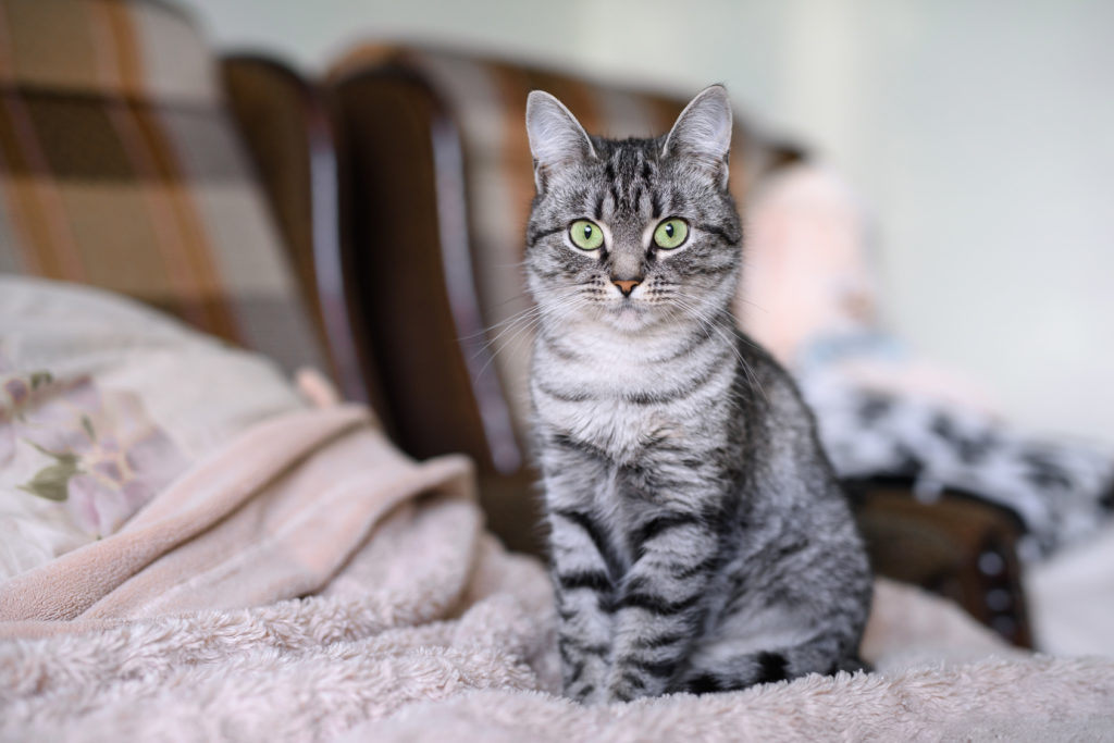 american-shorthair-cinzento