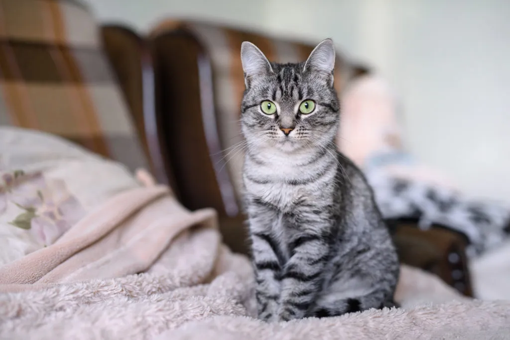 american-shorthair-cinzento