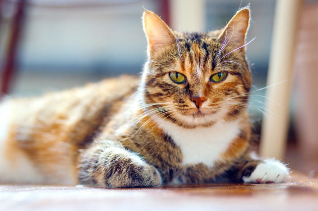 american-shorthair-dourado