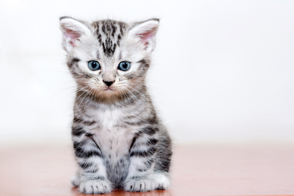 american-shorthair-gatinho