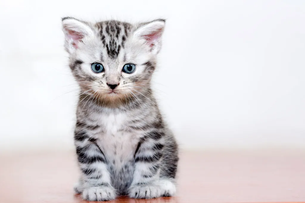 american-shorthair-gatinho