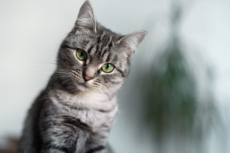 american-shorthair american-shorthair