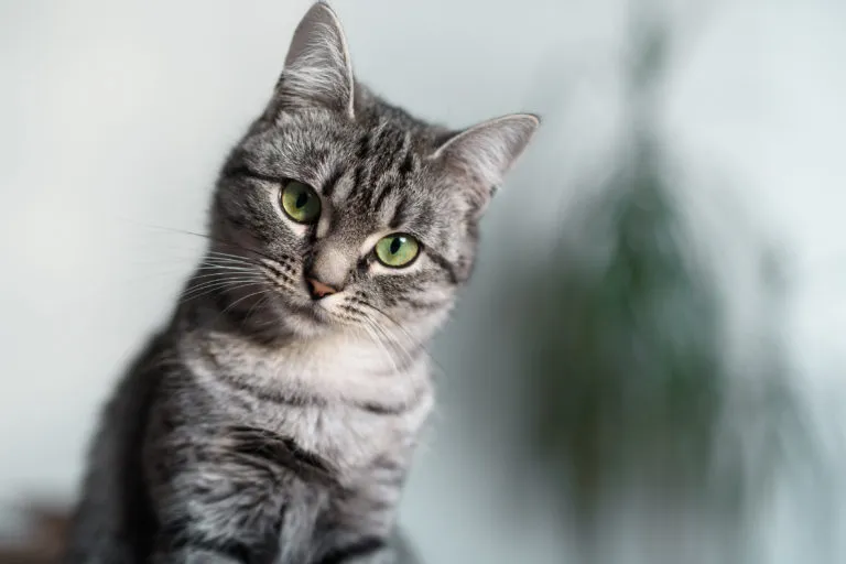 american-shorthair american-shorthair