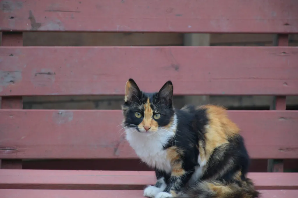 american-wirehair-caracteristicas