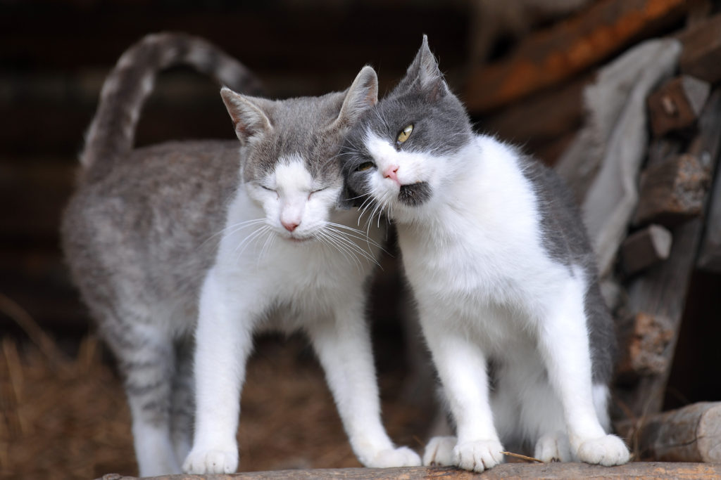 amizade-gatos