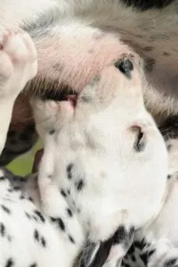 cachorro-amamentar