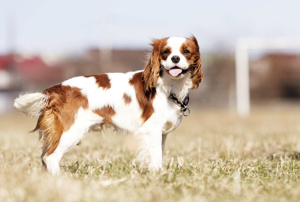 Cavalier King Charles Spaniel dog on the grass