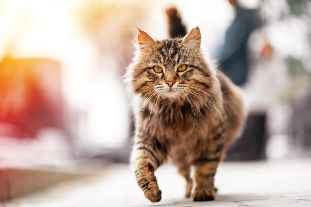 Photo of walking unhappy ginger homeless cat.