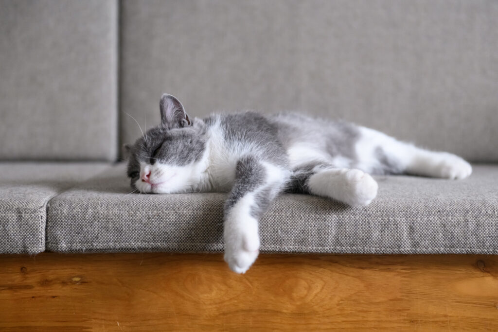 gatinho a dormir