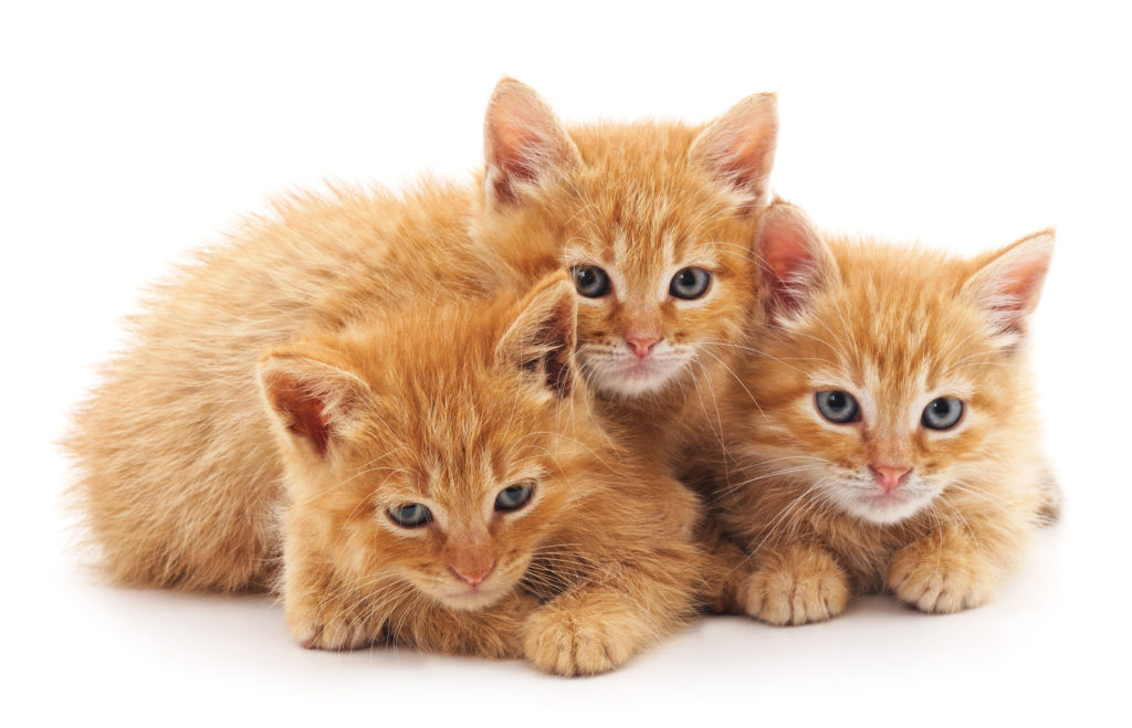 gatinhos-laranjas