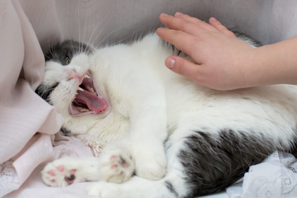 gato agressivo