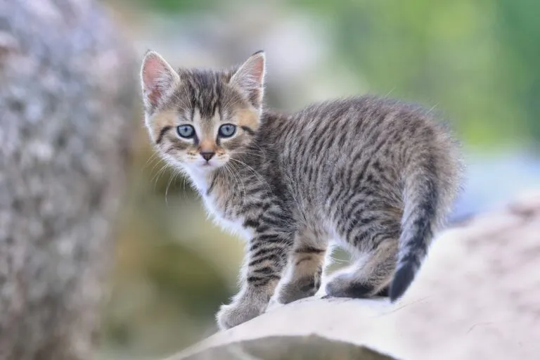 cute little tabby kitten. felis silvestris catus. kitten stands on trunkBlack and white photo. cute little tabby kitten. felis silvestris catus. kitten stands on trunkBlack and white photo.