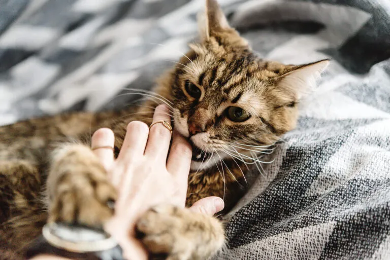 gatos agressivos após castração