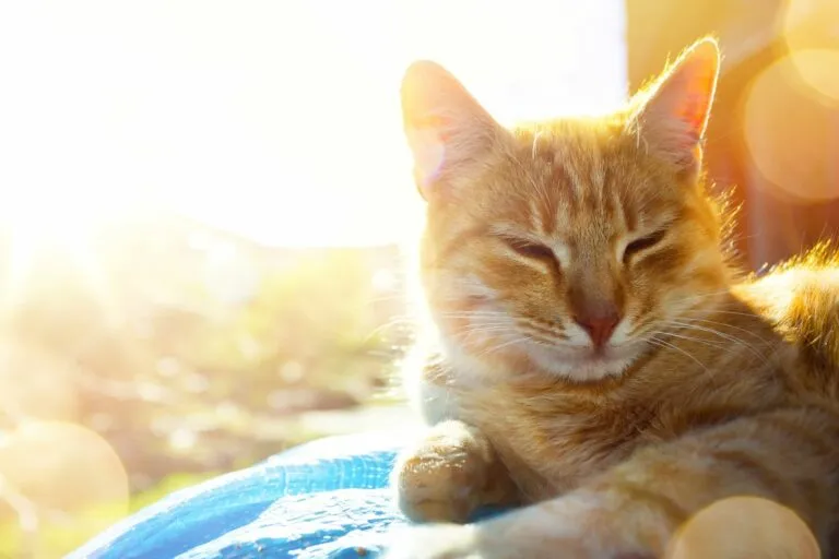 gatos-calor gatos-calor