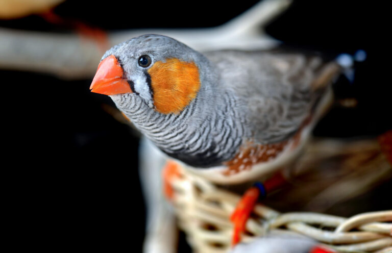 mandarins colorido