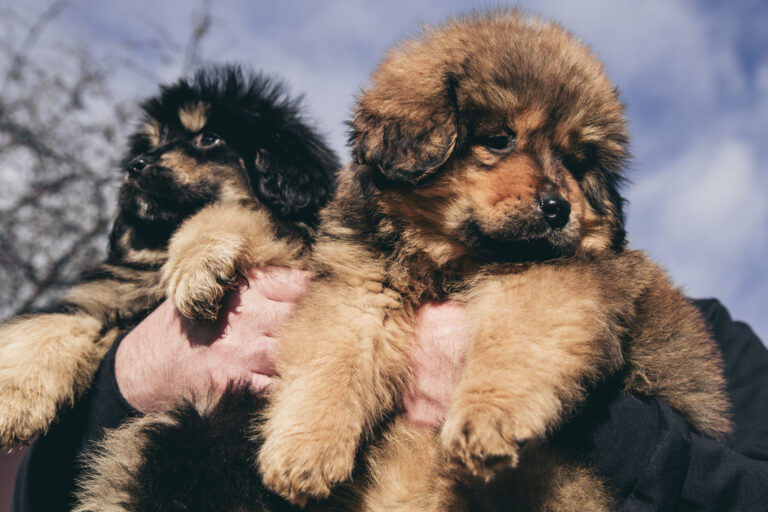 mastiff tibetano