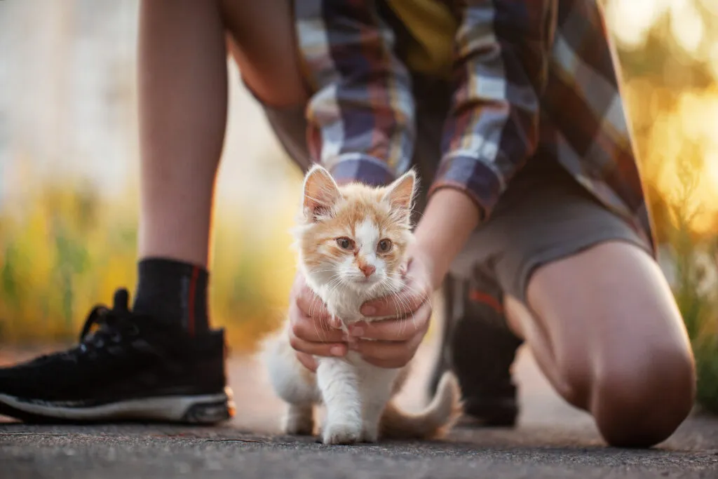 uma criança com um gatinho