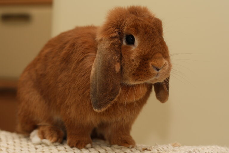 coelho holland lop