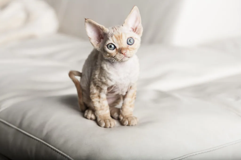 devin-rex-gatinho-kitten