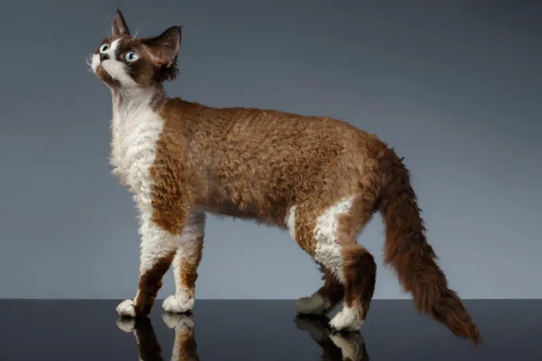 devon-rex-768×512 devon-rex-768×512