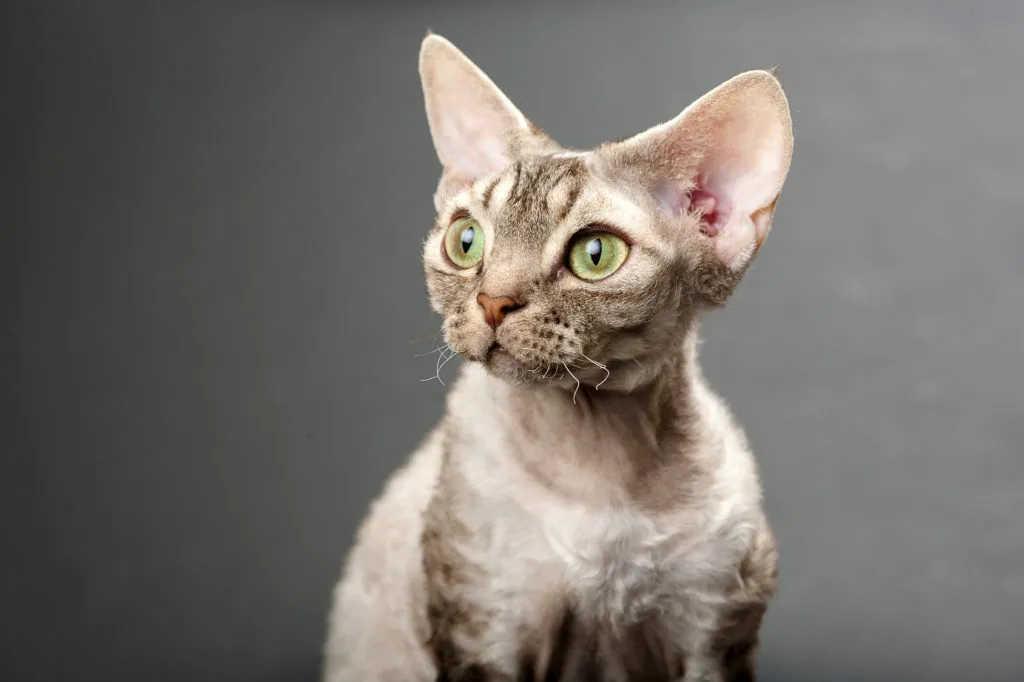 devon-rex-cinza