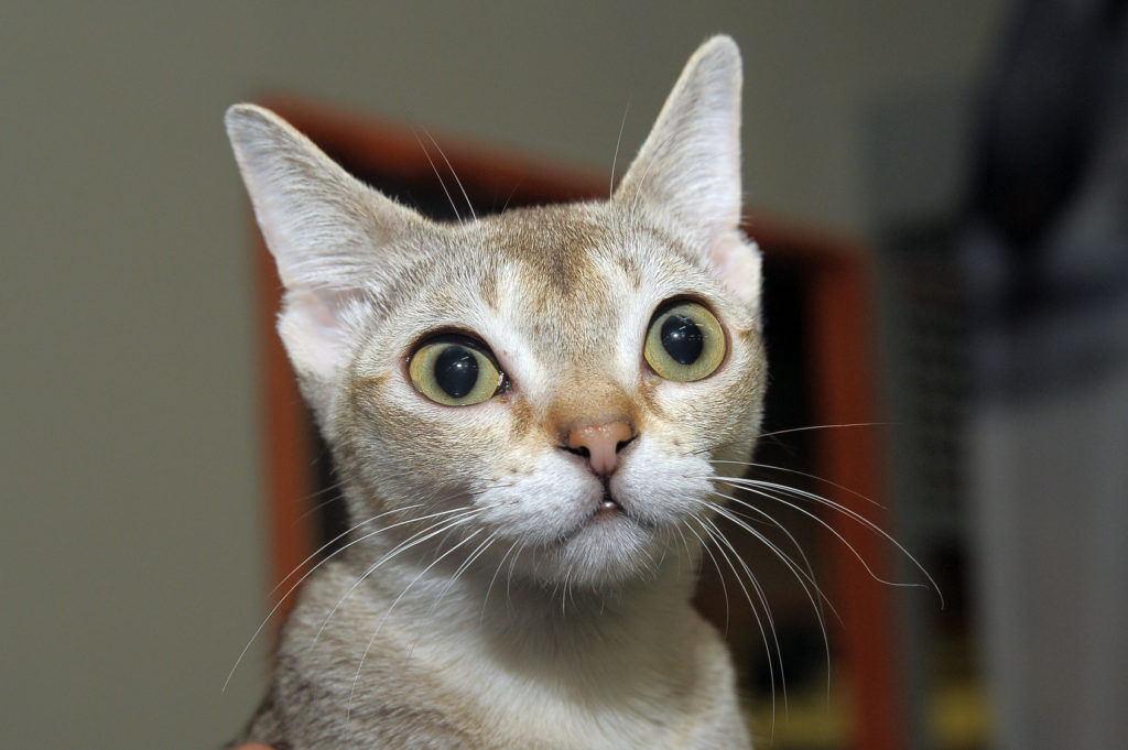 focinho-gato-singapura