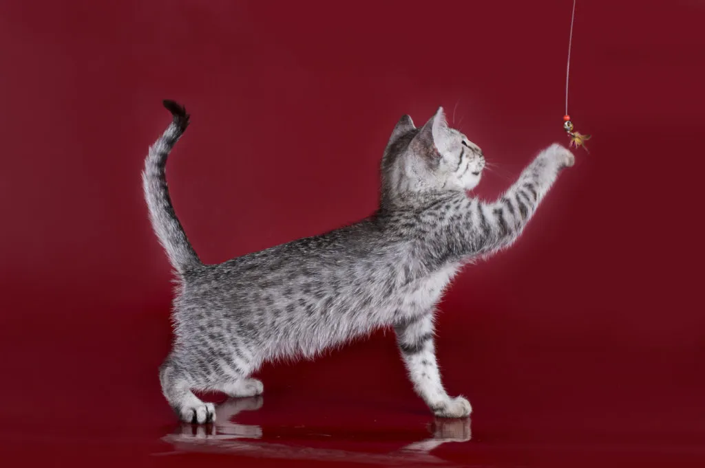 gatinho-mau-egipcio