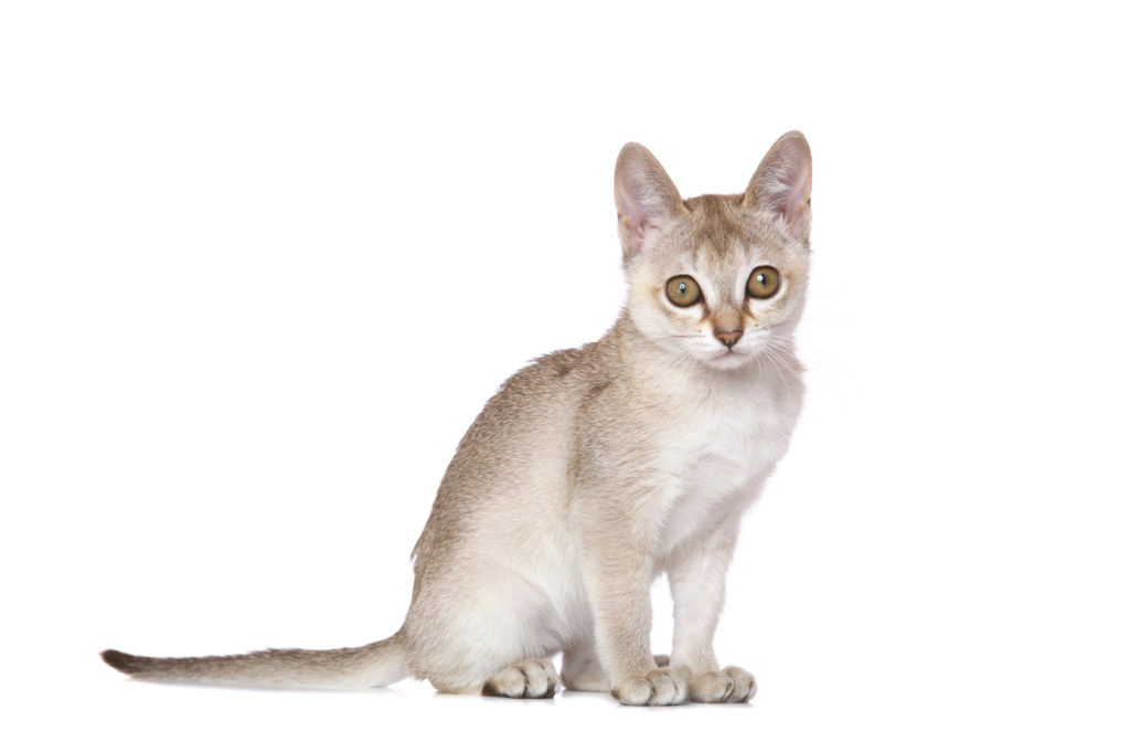 gatinho-singapura