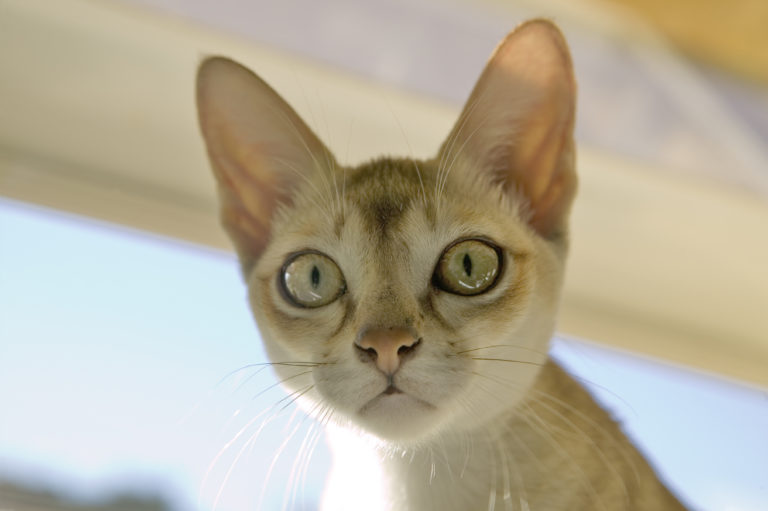 gato singapura gato singapura
