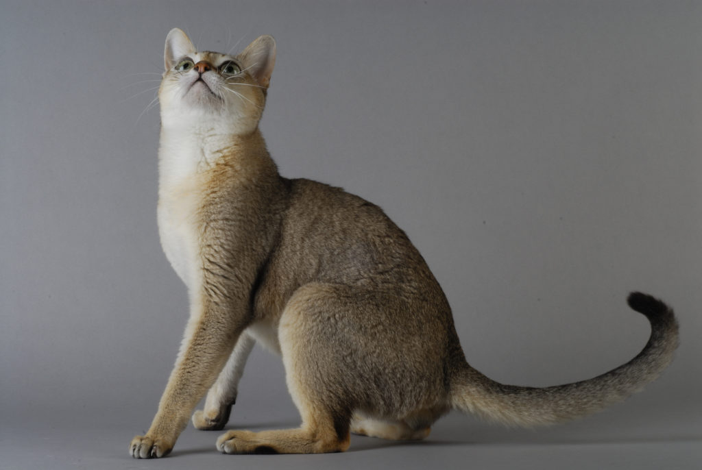gato-singapura