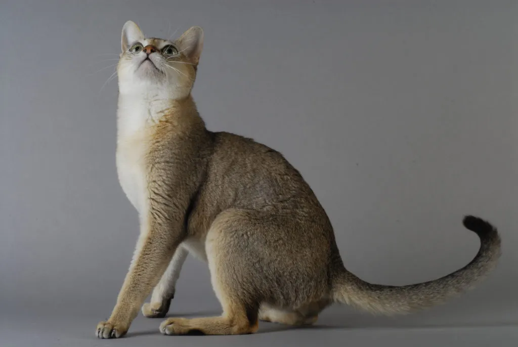 gato singapura gato singapura