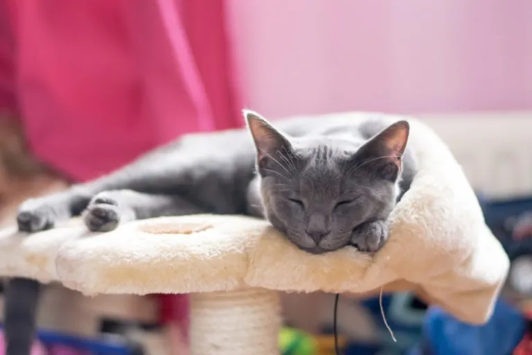 korat-azul korat-azul