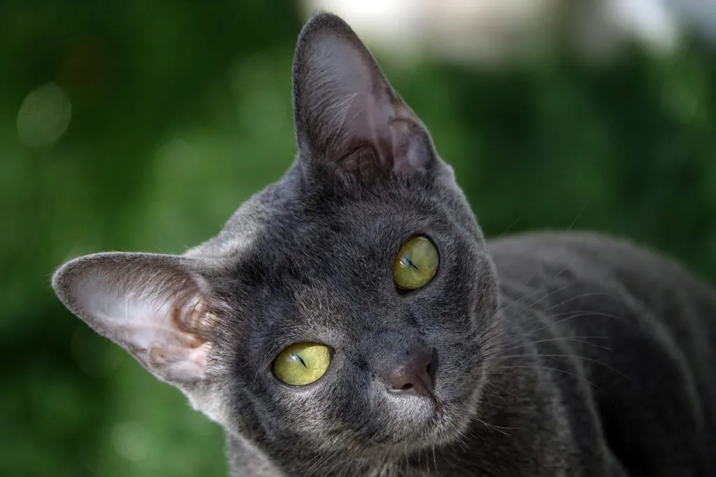 korat-cinzento