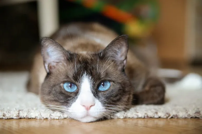 snowshoe gato doméstico snowshoe gato doméstico
