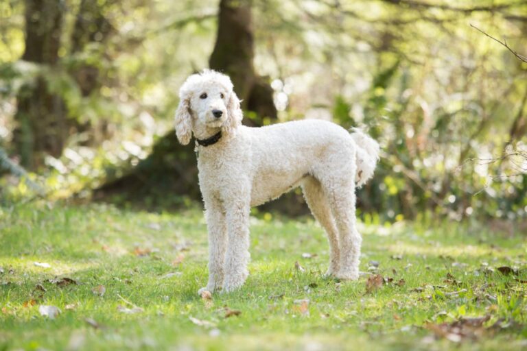 Caniche branco em pé num jardim