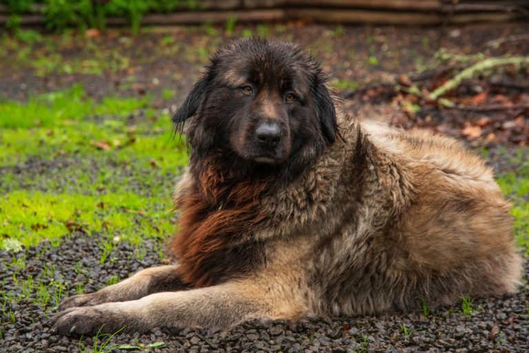 Serra da Estrela Portuguese dog