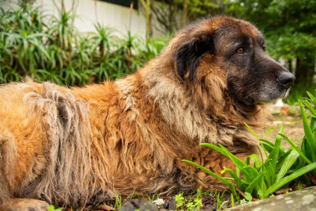 Cão Serra da Estrela