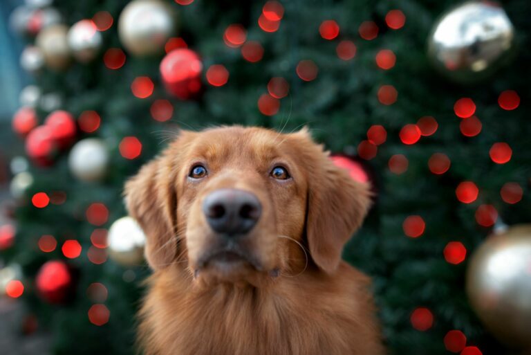 Cão em frente a árvore de Natal. Calendários de Advento para cães são excelentes para dar à sua casa um ar natalício