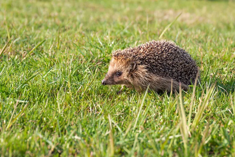 ajudar-ouricos ajudar-ouricos