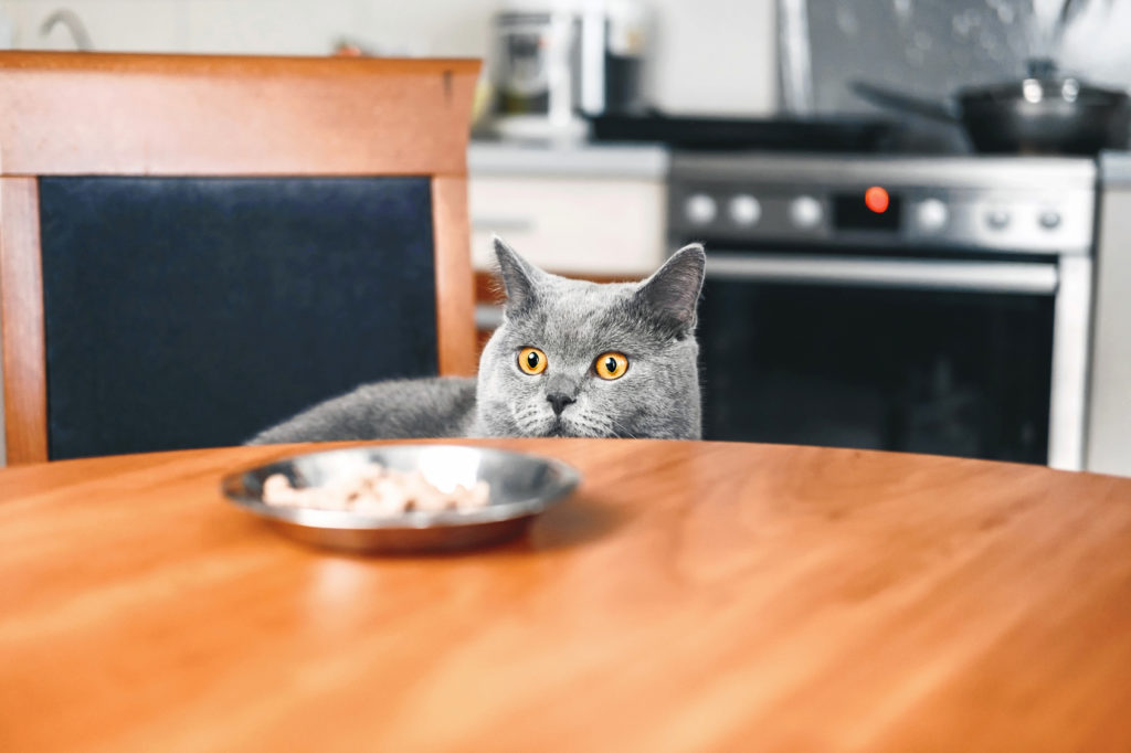 alimentacao_gatos