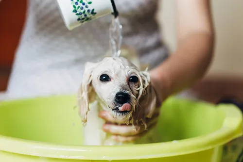 banho-cachorro