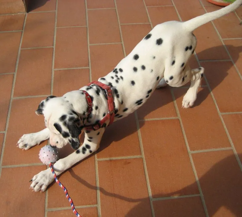 brinquedo-cachorro