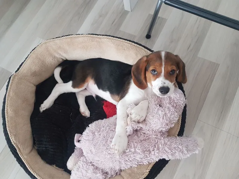 cama-cachorro