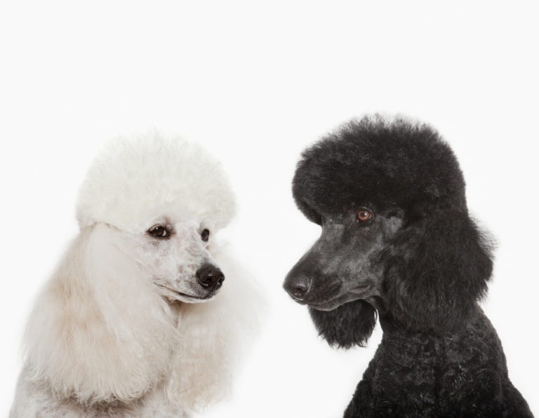 caniche caniche